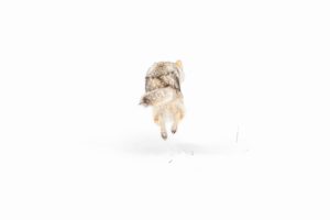 Montier Photo Festival
