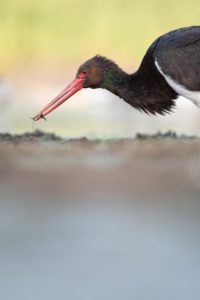 Cigogne noire - Quentin GAMA
