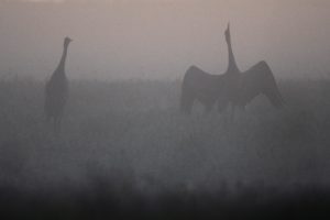 Grues cendrées - Quentin GAMA