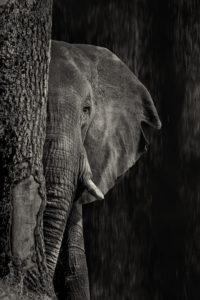 Montier Photo Festival