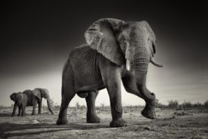 Montier Photo Festival