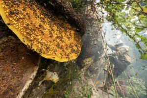 Montier Photo Festival