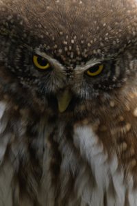 Montier Photo Festival