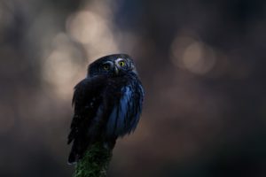 Montier Photo Festival