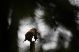 Montier Photo Festival