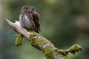 Montier Photo Festival
