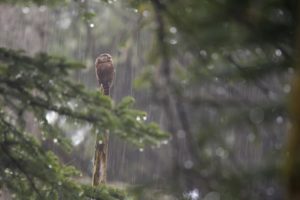 Montier Photo Festival