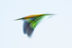Montier Photo Festival