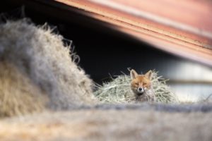 Montier Photo Festival