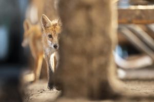 Montier Photo Festival