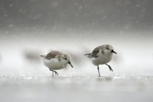 Montier Photo Festival
