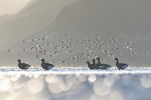 Montier Photo Festival