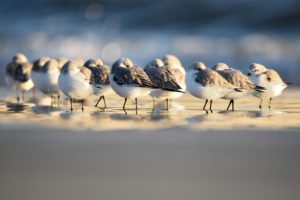 Montier Photo Festival