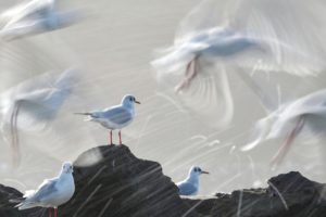 Montier Photo Festival
