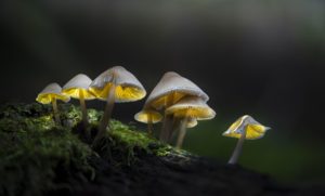 Montier Photo Festival