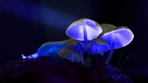 Montier Photo Festival
