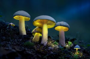 Montier Photo Festival
