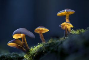 Montier Photo Festival