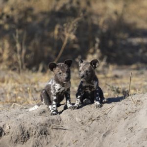 Les chiots - Dany GRAHEK
