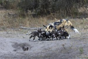 L'appel des chiots - Dany GRAHEK