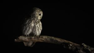 Montier Photo Festival