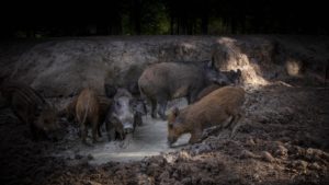 Montier Photo Festival