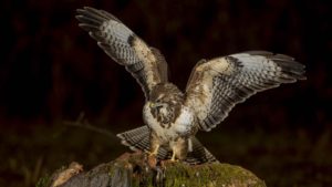 Montier Photo Festival