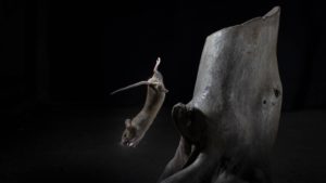 Montier Photo Festival