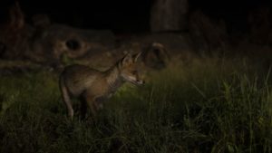Montier Photo Festival