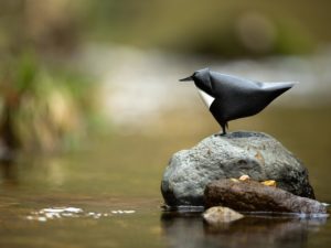 Montier Photo Festival