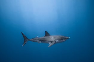 Great white shark - Gilles Auroux
