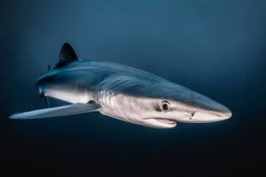 Montier Photo Festival