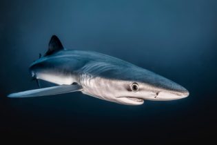 Close encounter - Gilles Auroux