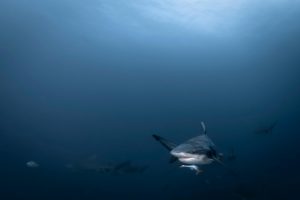 Montier Photo Festival