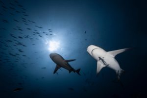 Montier Photo Festival
