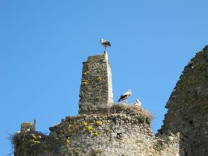 Cigognes blanches - PNRMCB