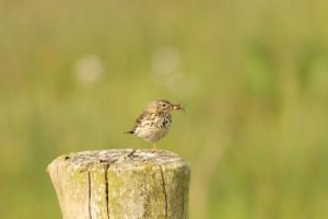 Pipit farlouse - PNRMCB