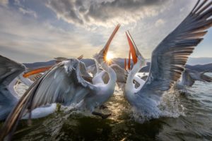 Montier Photo Festival