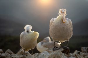 Montier Photo Festival