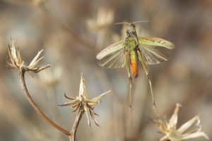 Montier Photo Festival