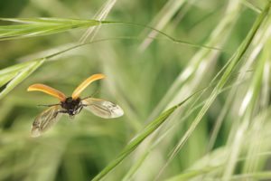 Montier Photo Festival