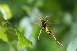 Montier Photo Festival