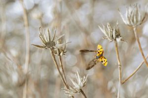 Montier Photo Festival