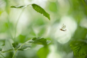 Montier Photo Festival