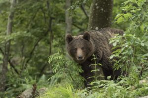 Montier Photo Festival