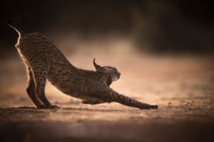 Montier Photo Festival