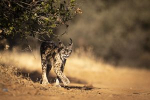Montier Photo Festival