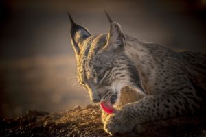 Montier Photo Festival
