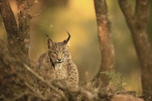 Montier Photo Festival