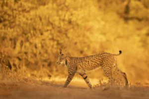 Montier Photo Festival
